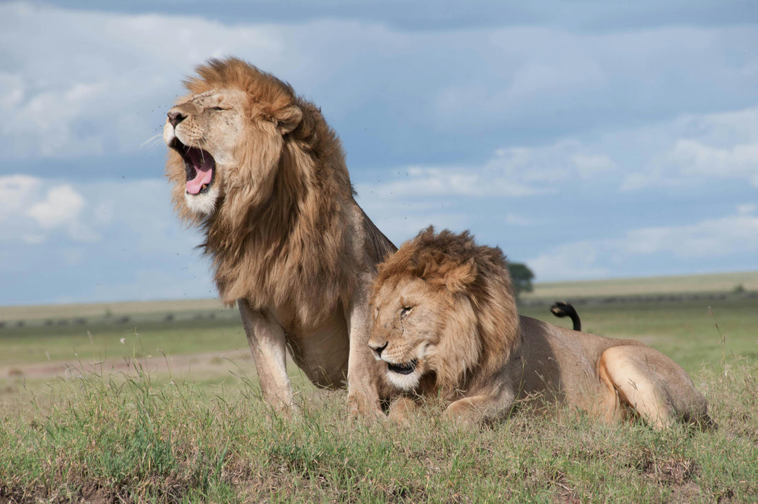 Leaders vs. Lions: How Are You Really Leading?