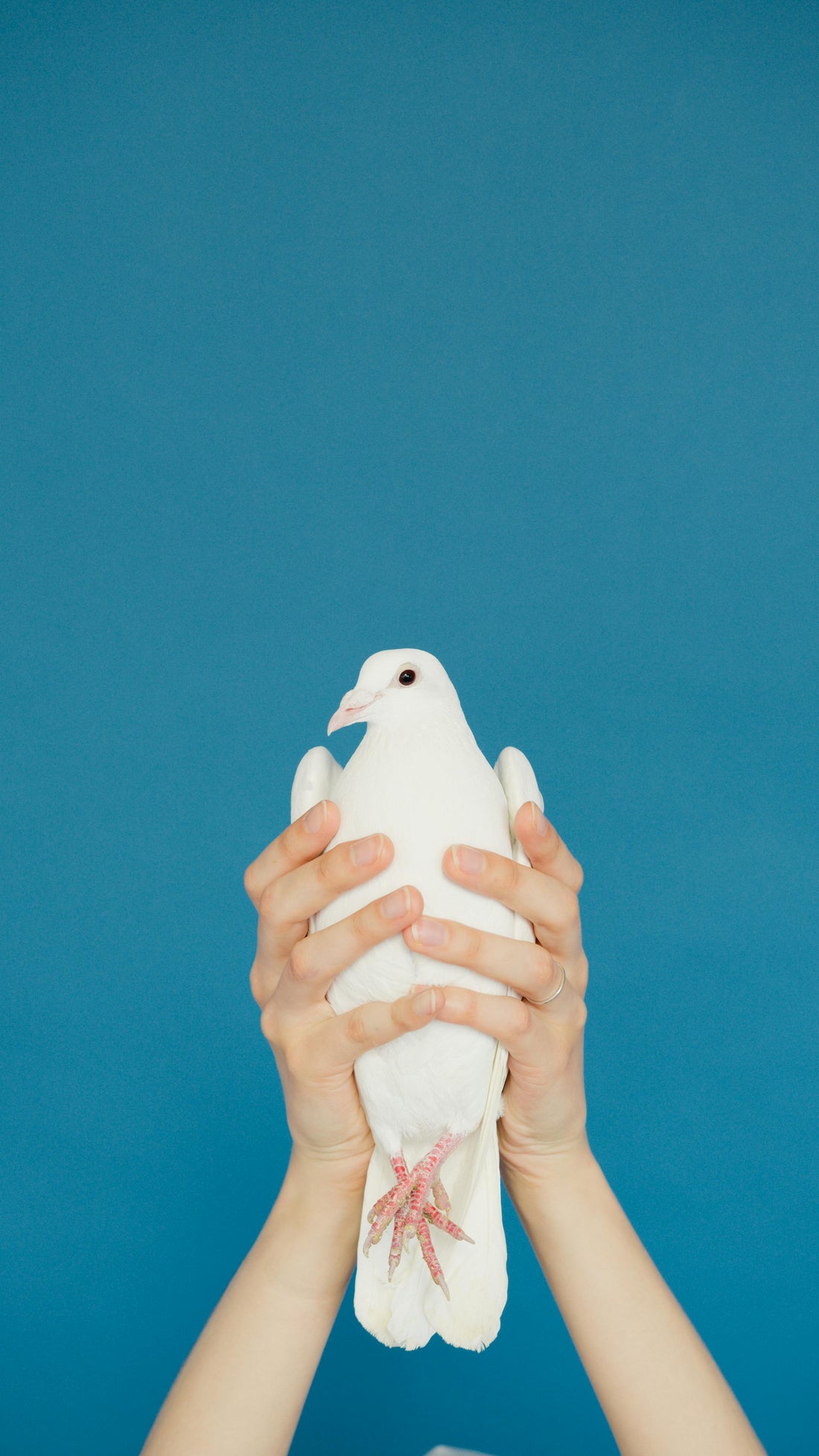 Pigeon-Holed or Self-Restraint. Who's Holding You Back?
