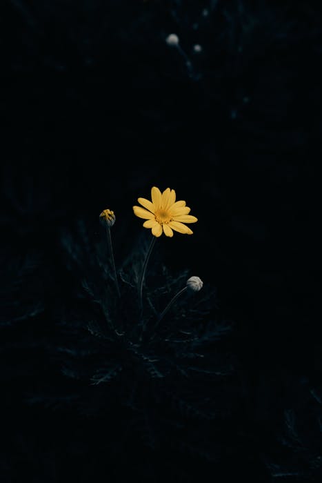 Growing in the Dark